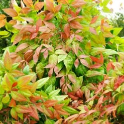 Blush Pink™ Nandina Shrub 14 Blush Pink™ Nandina Shrub -Fast Growing Trees Blush Pink Nandina FGT 6