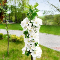Blushing Delight™ Columnar Apple Tree -Fast Growing Trees Blushing Delight Columnar Apple 3