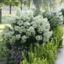 Bobo® Hydrangea Shrub 10 Bobo® Hydrangea Shrub -Fast Growing Trees Bobo Hyrangea 2 FGT