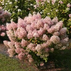 Bobo® Hydrangea Shrub 11 Bobo® Hydrangea Shrub -Fast Growing Trees Bobo Hyrangea 4 FGT