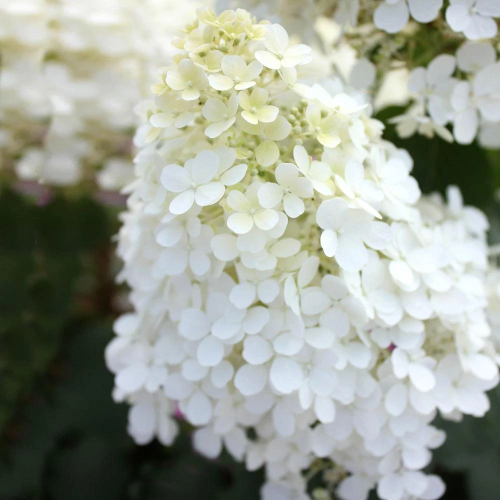 Bobo® Hydrangea Shrub 7 Bobo® Hydrangea Shrub - Image 5