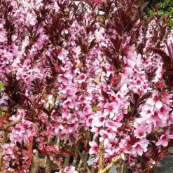 Bonfire Patio Peach Tree 12 Bonfire Patio Peach Tree -Fast Growing Trees Bonfire Peach 3 FGT