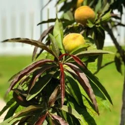 Bonfire Patio Peach Tree 13 Bonfire Patio Peach Tree -Fast Growing Trees Bonfire Peach 7 FGT