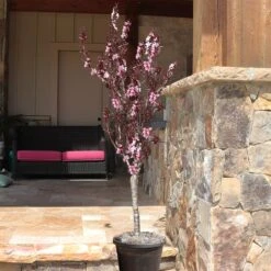 Bonfire Patio Peach Tree 11 Bonfire Patio Peach Tree -Fast Growing Trees Bonfire Peach 9