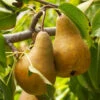 Bosc Pear Tree 2 Bosc Pear Tree -Fast Growing Trees Bosc pears 600x600 FGT f3cdc24f 4ee7 4db4 8f17 fc904cf59cd5