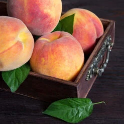Bounty Peach Tree 8 Bounty Peach Tree -Fast Growing Trees Bounty Peach 3