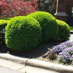 Titan Boxwood Shrub 12 Titan Boxwood Shrub -Fast Growing Trees Boxwood Titan 3 FGT