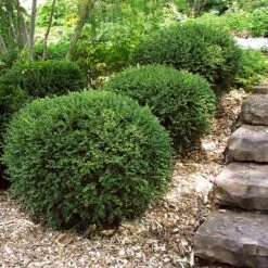 Wintergreen Boxwood Shrub 11 Wintergreen Boxwood Shrub -Fast Growing Trees Boxwood Wintergreen 2