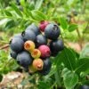 Bushel And Berry® Blueberry Glaze™ Blueberry Bush 1 Bushel And Berry® Blueberry Glaze™ Blueberry Bush -Fast Growing Trees BrazelBerries Blueberry Glaze Blueberry 350w