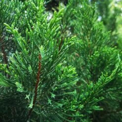 Brodie Eastern Red Cedar Tree 7 Brodie Eastern Red Cedar Tree -Fast Growing Trees Broadie Eastern Red Cedar 1 FGT
