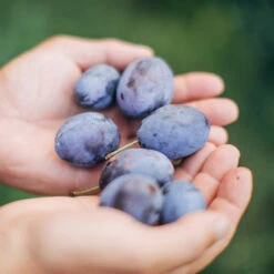 Brooks Plum Tree 10 Brooks Plum Tree -Fast Growing Trees Brooks Plum 3