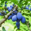 Brooks Plum Tree 2 Brooks Plum Tree -Fast Growing Trees Brooks Plum 600x600 dbabda0f fd58 4a5e 853b c051820ba0d6