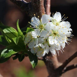 Bubblegum 'Toka' Plum Tree 10 Bubblegum 'Toka' Plum Tree -Fast Growing Trees Bubblegum Toka Plum 4