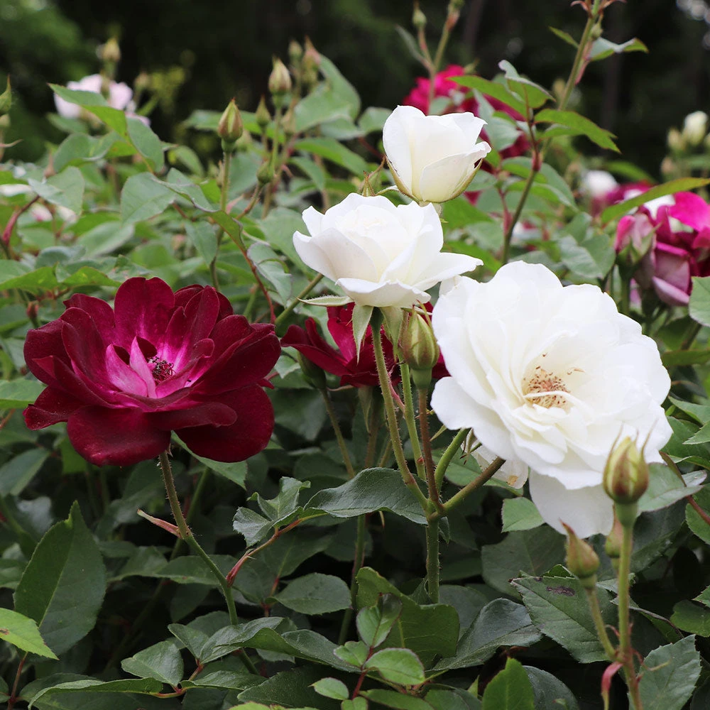Burgundy Iceberg And Iceberg Two-fer® Rose Tree 6 Burgundy Iceberg And Iceberg Two-fer® Rose Tree - Image 4