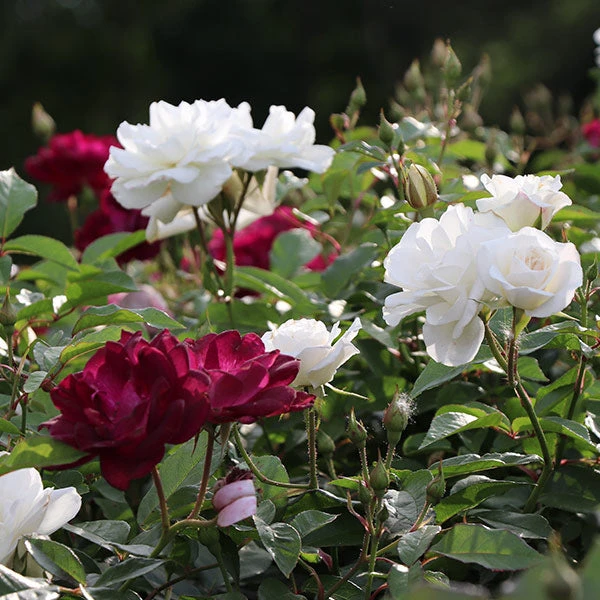Burgundy Iceberg And Iceberg Two-fer® Rose Tree 3 Burgundy Iceberg And Iceberg Two-fer® Rose Tree