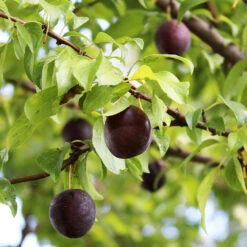 Burgundy Plum Tree 10 Burgundy Plum Tree -Fast Growing Trees Burgundy Plum 1