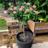 Cherish Rose Tree 2 Cherish Rose Tree -Fast Growing Trees CHerish Rose Tree 600x600 b551c3a5 d832 4cbe 9cbe 9626314e8eca