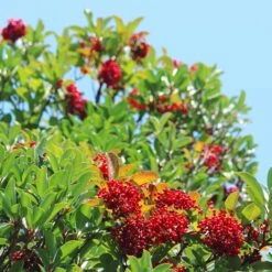 Chindo Sweet Viburnum Shrub 9 Chindo Sweet Viburnum Shrub -Fast Growing Trees CHindo Viburnum 1