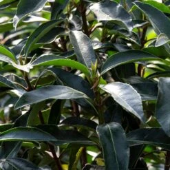 Chindo Sweet Viburnum Shrub 10 Chindo Sweet Viburnum Shrub -Fast Growing Trees CHindo Viburnum 3