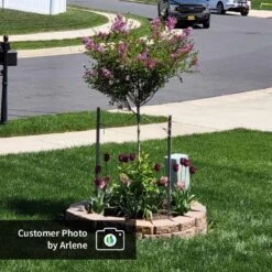 Dwarf Korean Lilac Tree 13 Dwarf Korean Lilac Tree -Fast Growing Trees CPB DwarfKoreanLilacTree Arlene ugc test
