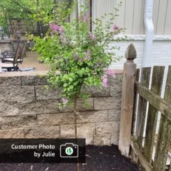 Dwarf Korean Lilac Tree 12 Dwarf Korean Lilac Tree -Fast Growing Trees CPB DwarfKoreanLilacTree Julie ugc test