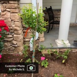 Dwarf Korean Lilac Tree 11 Dwarf Korean Lilac Tree -Fast Growing Trees CPB DwarfKoreanLilacTree MicheleS ugc test