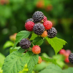 Cumberland Black Raspberry - USDA Organic -Fast Growing Trees CUmberland Black RAspberry 1 FGT e255f3ce a3d5 41e6 b284 ffd98b9d3b34