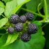 Cumberland Black Raspberry 1 Cumberland Black Raspberry -Fast Growing Trees CUmberland Black RAspberry 5 FGT
