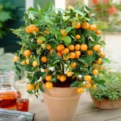 Calamondin Bush 9 Calamondin Bush -Fast Growing Trees Calamondin Bush 1