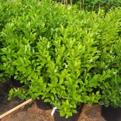 Calamondin Bush 11 Calamondin Bush -Fast Growing Trees Calamondin Bush 7