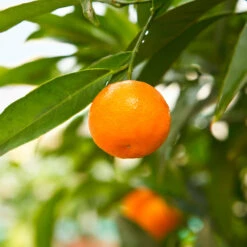 California Honey Mandarin Tree 9 California Honey Mandarin Tree -Fast Growing Trees California Mandarin 3