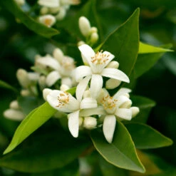 California Honey Mandarin Tree 11 California Honey Mandarin Tree -Fast Growing Trees California Mandarin 7
