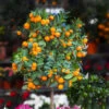 California Honey Mandarin Tree 1 California Honey Mandarin Tree -Fast Growing Trees California Mandarin FGT 600x600 916c5935 1e01 4487 a634 987a74a0da2b
