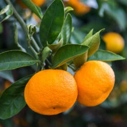 Calamondin Tree 10 Calamondin Tree -Fast Growing Trees Calomondin 4 BB 86a33d74 f6d8 4d96 be1b 5a213babf3c2