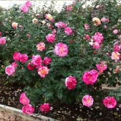 Camille Pissarro™ Rose 7 Camille Pissarro™ Rose -Fast Growing Trees Camille Pissarro 3