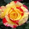 Camille Pissarro™ Rose 2 Camille Pissarro™ Rose -Fast Growing Trees Camille Pissarro FGT 600x600 64440e4a 4339 4da2 b3b1 b793fad98cad