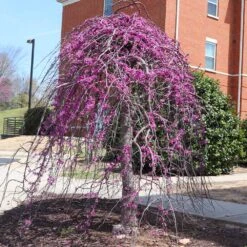 Cascading Hearts Redbud Tree 9 Cascading Hearts Redbud Tree -Fast Growing Trees CascadingHEarts Redbud 4
