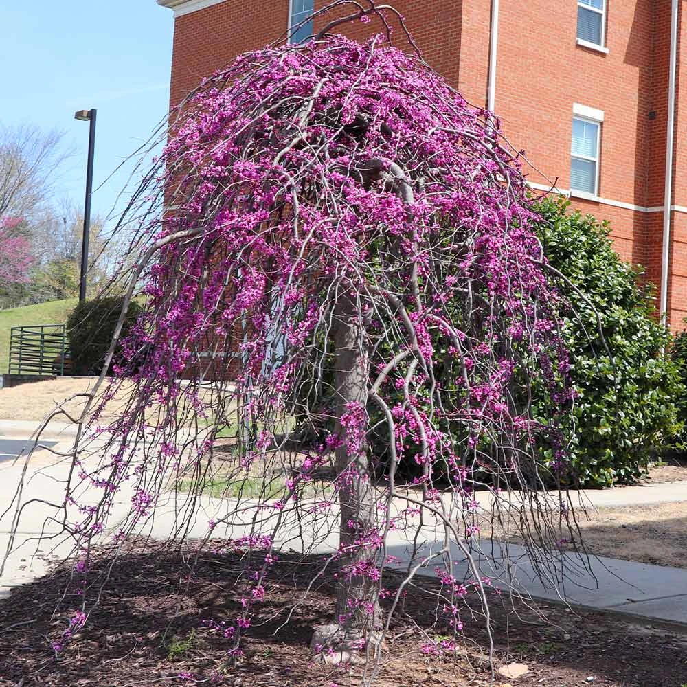 Cascading Hearts Redbud Tree 5 Cascading Hearts Redbud Tree - Image 3