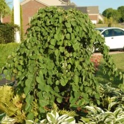 Cascading Hearts Redbud Tree 10 Cascading Hearts Redbud Tree -Fast Growing Trees Cascading Hearts Redbud 2