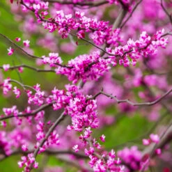 Cascading Hearts Redbud Tree 11 Cascading Hearts Redbud Tree -Fast Growing Trees Cascading Hearts Redbud 3