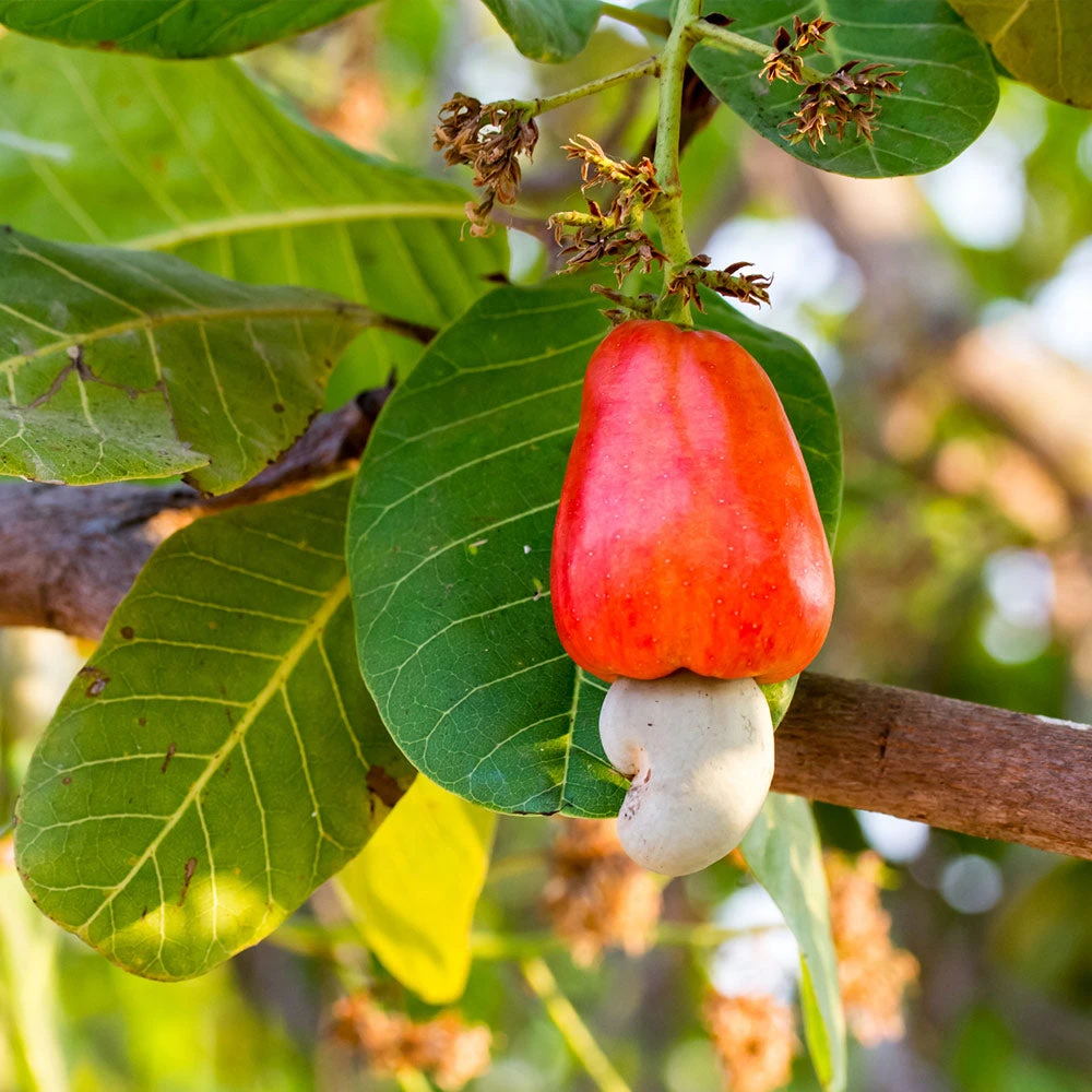 Cashew Tree 4 Cashew Tree - Image 2