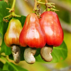 Cashew Tree 13 Cashew Tree -Fast Growing Trees Cashew Nut Tree 7