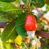 Cashew Tree 2 Cashew Tree -Fast Growing Trees Cashew Nut Tree FGT 600x600 ae50f6a6 ab86 49a6 a9b6 65c6a211e420