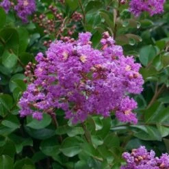 Catawba Crape Myrtle Tree 10 Catawba Crape Myrtle Tree -Fast Growing Trees Catawba Crape Myrtle 1 FGT