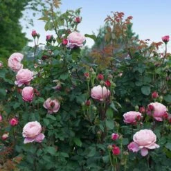 Cathedral Bells Rose -Fast Growing Trees Cathedral Bells Rose Tree 3