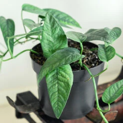 Cebu Blue Pothos 8 Cebu Blue Pothos -Fast Growing Trees Cebu Blue Pothos 1