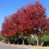 Celebration Maple Tree 1 Celebration Maple Tree -Fast Growing Trees Celebration Maple FGT 600x600 7c32c483 7861 4d4e a681 f2d623c714d1