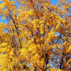 Chandler Walnut Tree 10 Chandler Walnut Tree -Fast Growing Trees Chandler Walnut 1