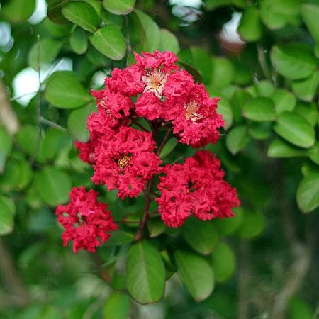 Cherokee Crape Myrtle 5 Cherokee Crape Myrtle - Image 3