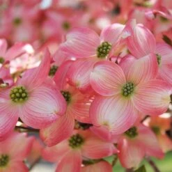 Cherokee Brave Dogwood -Fast Growing Trees Cherokee Brave Dogwood 3 FGT